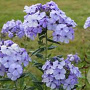 Phlox (P) 'Donau' GM P9