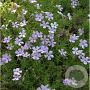 Phlox douglasii 'rozeQueen' GM P9