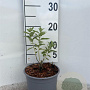 Elaeagnus angustifolia 15-20 cm 2,0L