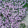 Phlox (S) 'Emerald Cushion Blue' GM P9