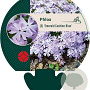 Phlox (S) 'Emerald Cushion Blue' GM P9