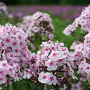 Phlox (P) 'Europa' GM P9