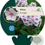 Phlox (P) 'Europa' GM P9