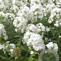 Phlox (P) 'Fujiyama' GM P9
