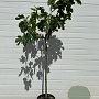 Ficus carica 80-90 HA 15L