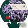 Phlox (S) 'G.F. Wilson' GM P9