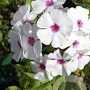 Phlox (P) 'Graf Zeppelin' GM P9