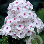 Phlox (P) 'Graf Zeppelin' GM P9