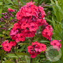 Phlox (P) 'Juliglut' GM P9