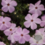 Phlox (D) 'Lilac Cloud' GM P9