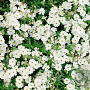 Phlox (S) 'Maischnee' GM P9