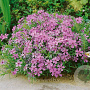 Phlox (S) 'Moerheimii' GM P9