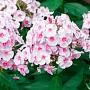 Phlox (P) 'Mother of Pearl' GM P9
