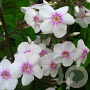 Phlox (M) 'Omega' GM P9