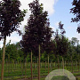Prunus ar. 'Rouge de Fournes' 12-14 HO 25L 225 cm stam