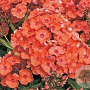 Phlox (P) 'Orange Perfection' GM P9
