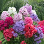 Phlox paniculata GM P9