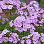 Phlox (P) 'Pink Lady' GM P9