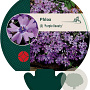 Phlox (S) 'Purple Beauty' GM P9