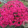 Phlox (D) 'Red Admiral' GM P9