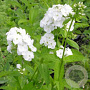 Phlox (P) 'Rembrandt' GM P9