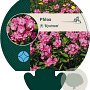 Phlox (P) 'Rijnstroom' GM P9