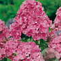 Phlox (P) 'Rijnstroom' GM P9