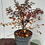 Prunus incisa 'Kojou-no-mai' 30-40 cm 5,0L