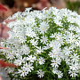 Phlox (S) 'Snowflake' GM P9