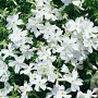 Phlox (S) 'Snowflake' GM P9