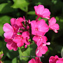 Phlox (P) 'Starfire' GM P9