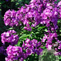 Phlox (P) Sweet Summer Surprise GM P9