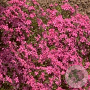 Phlox (S) 'Temiskaming' GM P9