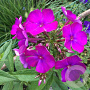 Phlox (P) 'Van Gogh' GM P9