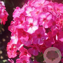 Phlox (P) 'Vintage Wine' GM P9