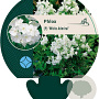Phlox (P) 'White Admiral' GM P9