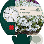 Phlox (S) 'White Delight' GM P9