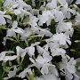 Phlox (S) 'White Delight' GM P9