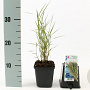 Phragmites australis GM P9