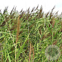 Phragmites australis GM P9