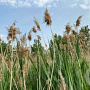 Phragmites australis GM P9