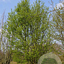 Prunus padus 1000-1200 cm draadkluit meerstammig