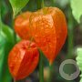 Physalis alkekengi franchetii GM P9