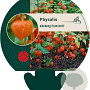 Physalis alkekengi franchetii GM P9