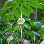 Podophyllum peltatum GM P9