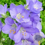 Polemonium caeruleum GM P9
