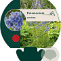 Polemonium caeruleum GM P9