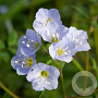 Polemonium reptans GM P9