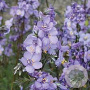 Polemonium y. 'Purple Rain' GM P9