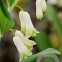 Polygonatum commutatum GM P9